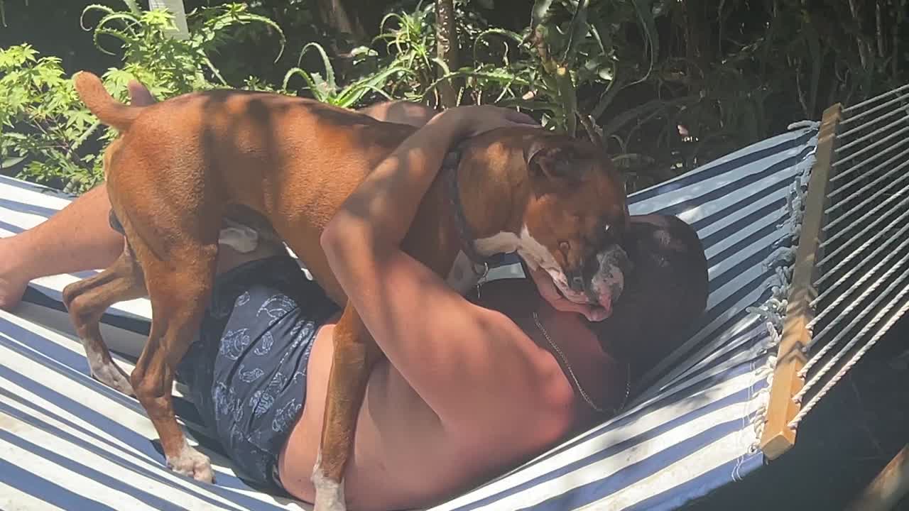 Boxer stud dog video